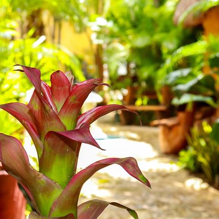 Hotel Bosque Caribe, 5Th Av. Zone Playa del Carmen Exteriör bild