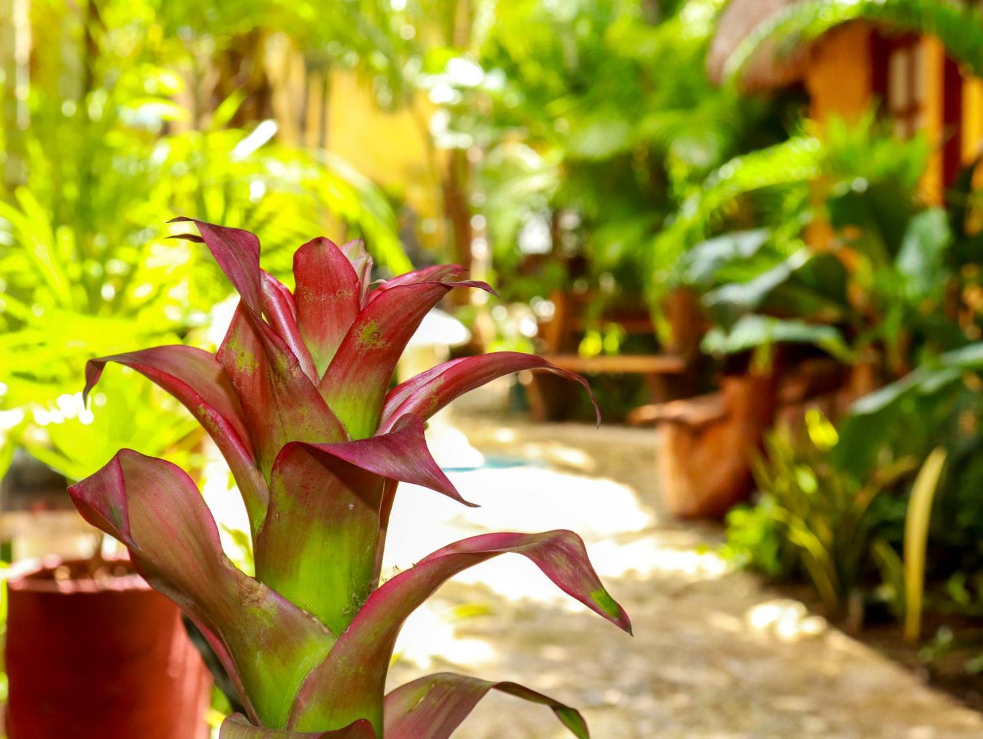 Hotel Bosque Caribe, 5Th Av. Zone Playa del Carmen Exteriör bild
